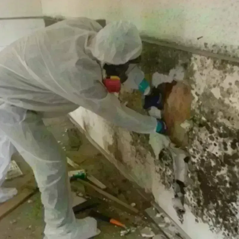 Mold Remediation and Removal in Rural Retreat, VA